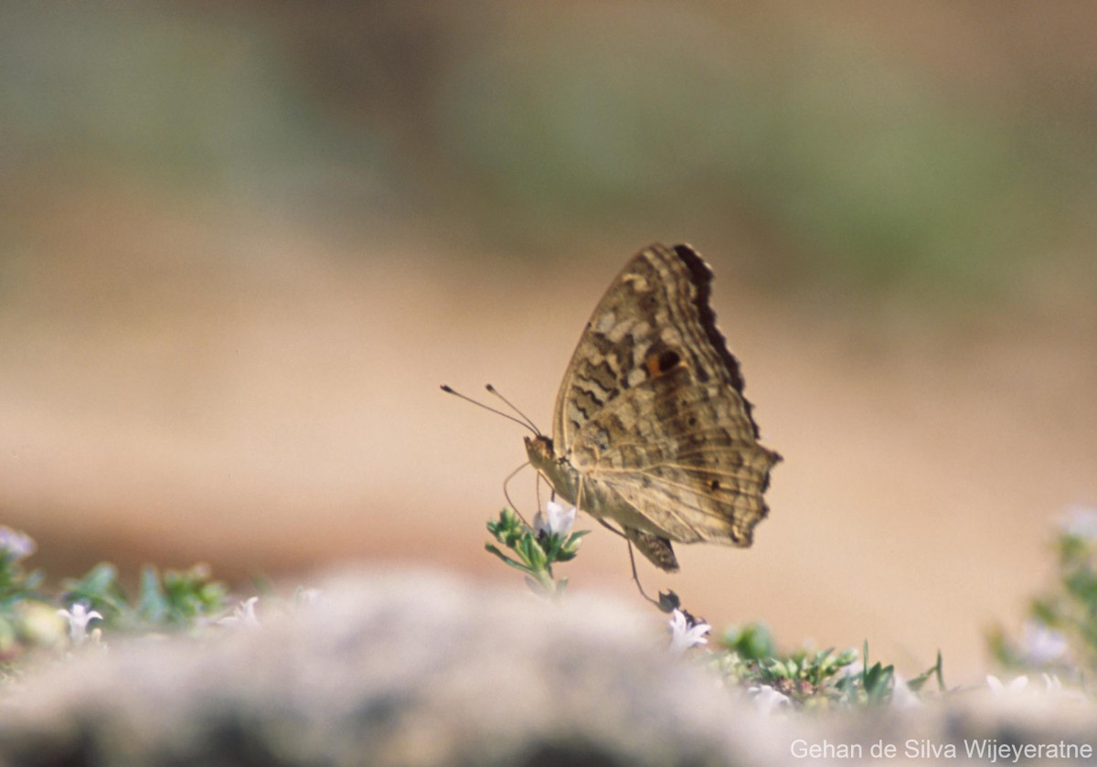 Junonia lemonias Linnaeus, 1758